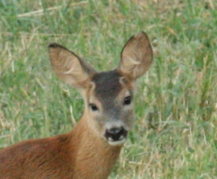 Il Capriolo